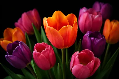 Vibrant Tulip Bouquet on Black Background