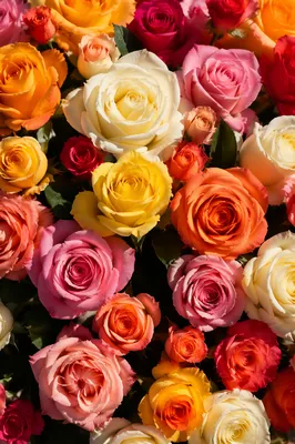 Colorful Fresh Rose Bouquet Overhead