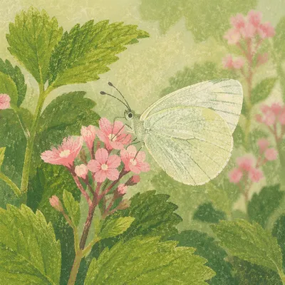 Butterfly Resting on Pink Garden Blossoms
