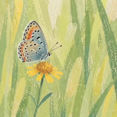 Butterfly on Yellow Wildflower in Garden