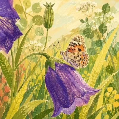 Butterfly on Violet Garden Flower Macro