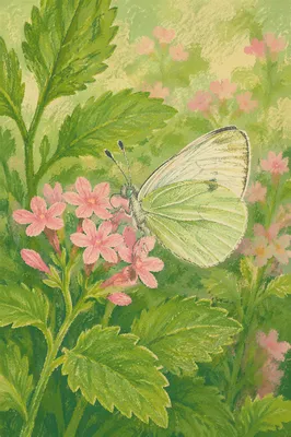 Butterfly Resting on Pink Garden Blossoms