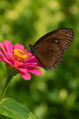 Brown Butterfly on Magenta Garden Flower