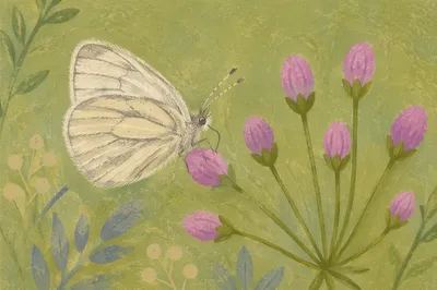 Pale Butterfly on Pink Garden Buds
