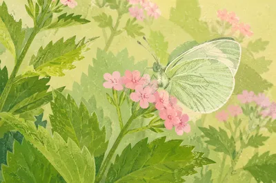 Butterfly Resting on Pink Garden Flowers