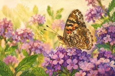 Butterfly on Purple Garden Blossoms