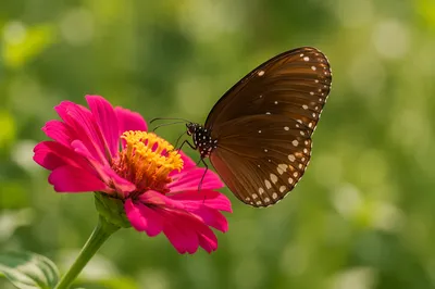 Brown Butterfly on Magenta Garden Flower