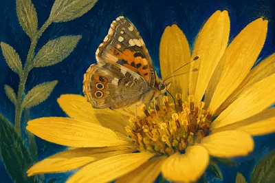 Butterfly on Yellow Flower in Blue Bokeh