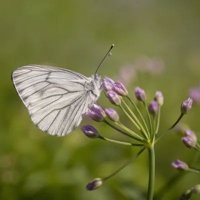 White Butterfly on Pink Garden Buds