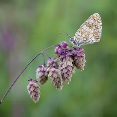 Pale Butterfly on Purple Wildflowers