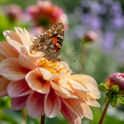 Butterfly Resting on Garden Flower Macro
