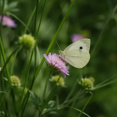 Cream Butterfly on Pink Wildflower Macro