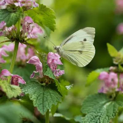Butterfly Resting on Pink Garden Flowers