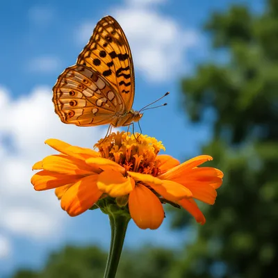 Orange Butterfly on Garden Flower Macro