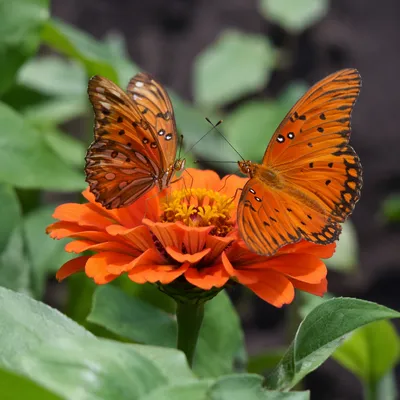 Orange Butterflies on Summer Garden Bloom