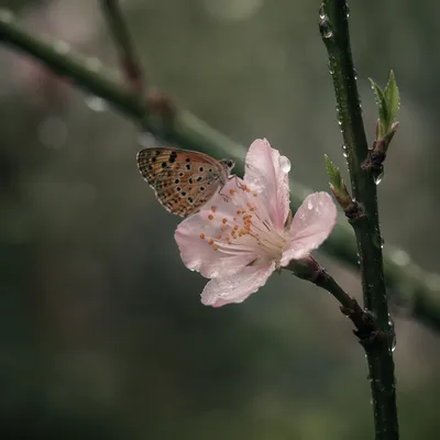Butterfly Resting on Pink Garden Blossom