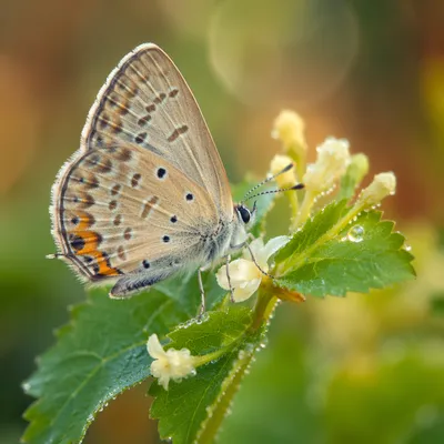 Butterfly Resting on Dewy Garden Flower