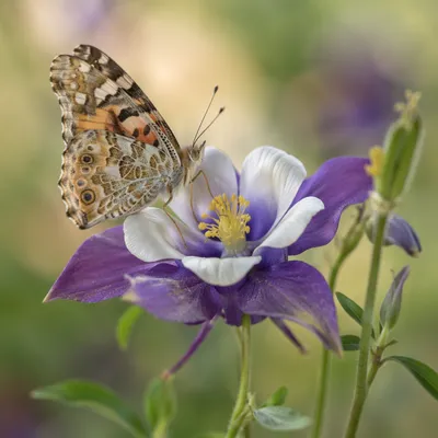 Butterfly Resting on Purple Garden Flower