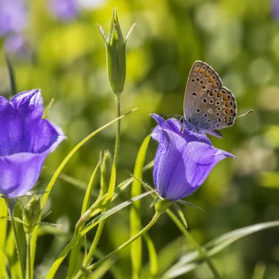Butterfly on Violet Garden Flower Macro