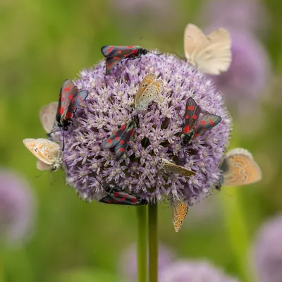 Butterflies Feeding on Lavender Wildflower Macro