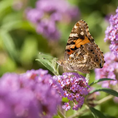 Butterfly on Purple Garden Blossoms