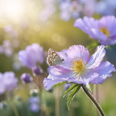 Butterfly on Dewy Spring Garden Flower