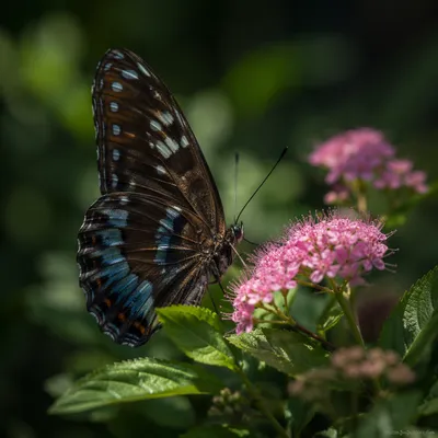 Butterfly Resting on Pink Garden Flowers
