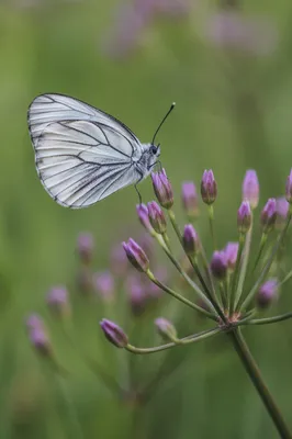 White Butterfly on Lavender Garden Buds