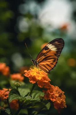Butterfly on Golden Garden Flowers Macro