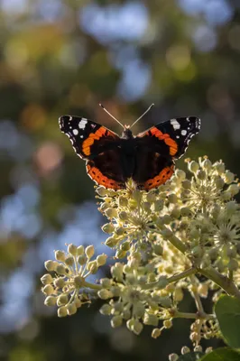 Black Butterfly on Pale Green Garden Flowers