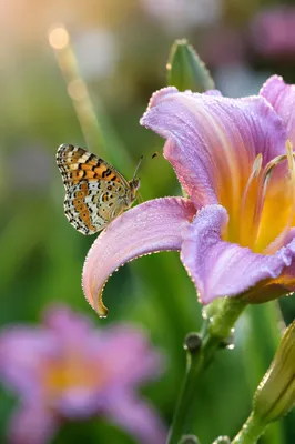 Butterfly Resting on Blooming Garden Flower
