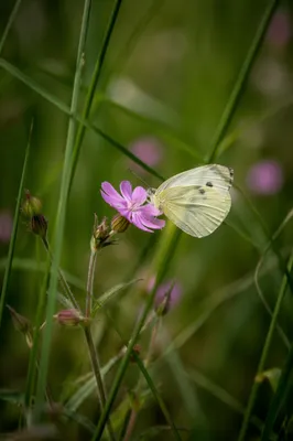 Cream Butterfly on Pink Wildflower Macro