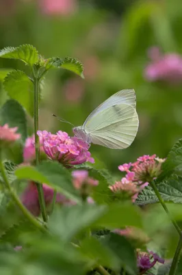Butterfly Resting on Pink Garden Flowers