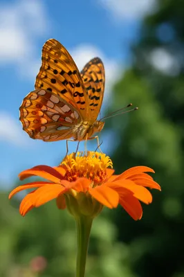 Orange Butterfly on Garden Flower Macro