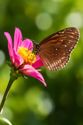 Brown Butterfly on Pink Garden Flower