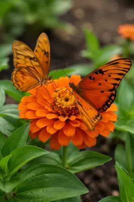 Orange Butterflies on Zinnia Garden Macro