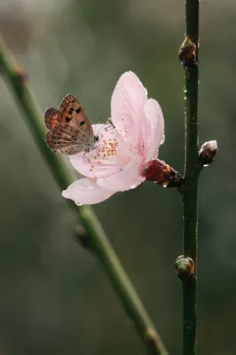 Butterfly Resting on Pink Garden Blossom