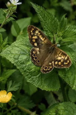 Brown Butterfly on Garden Leaves Macro