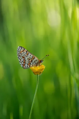 Butterfly Resting on Yellow Wildflower Macro