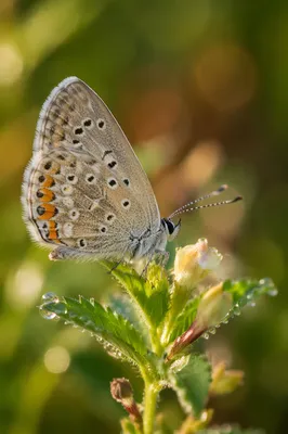 Macro Butterfly in Dewy Flower Garden