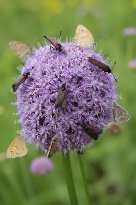 Butterflies Feeding on Lavender Wildflower Macro