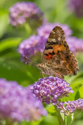 Butterfly on Purple Garden Blossoms
