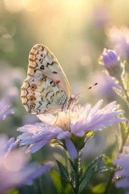 Dewy Butterfly on Sunrise Garden Flower