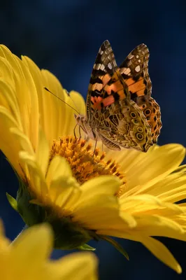Butterfly Feeding on Yellow Garden Flower