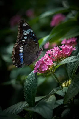Macro Butterfly on Pink Garden Flowers