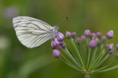 Pale Butterfly on Spring Flower Buds