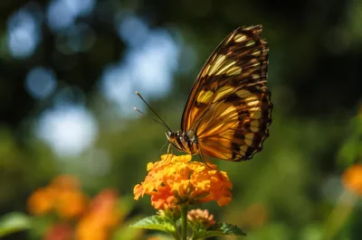 Macro Butterfly on Golden Garden Flowers
