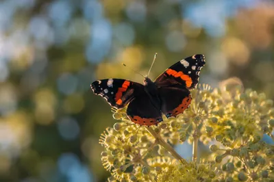 Orange Banded Butterfly in Garden Blooms