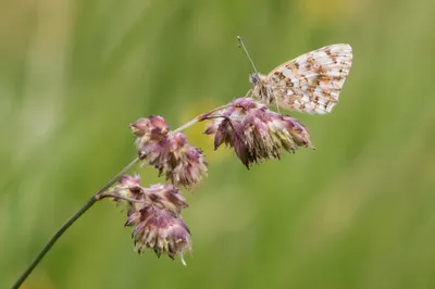Pale Butterfly on Purple Meadow Flowers