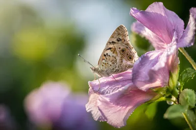 Butterfly Resting on Garden Flower Macro